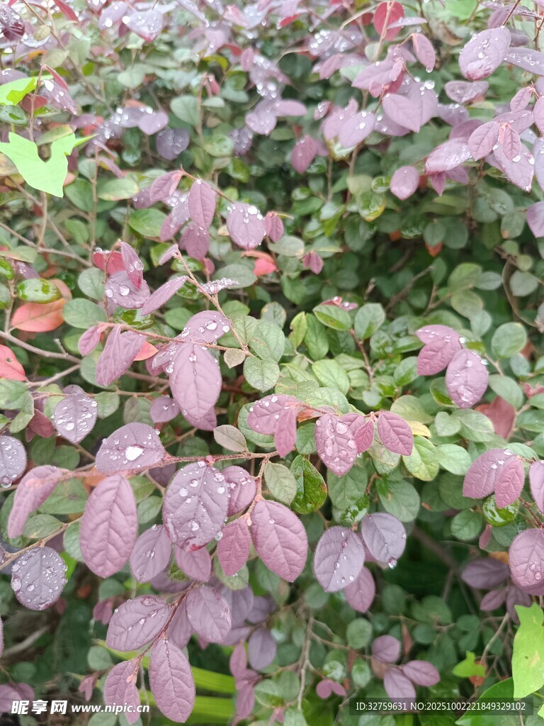 粉色叶片植物特写