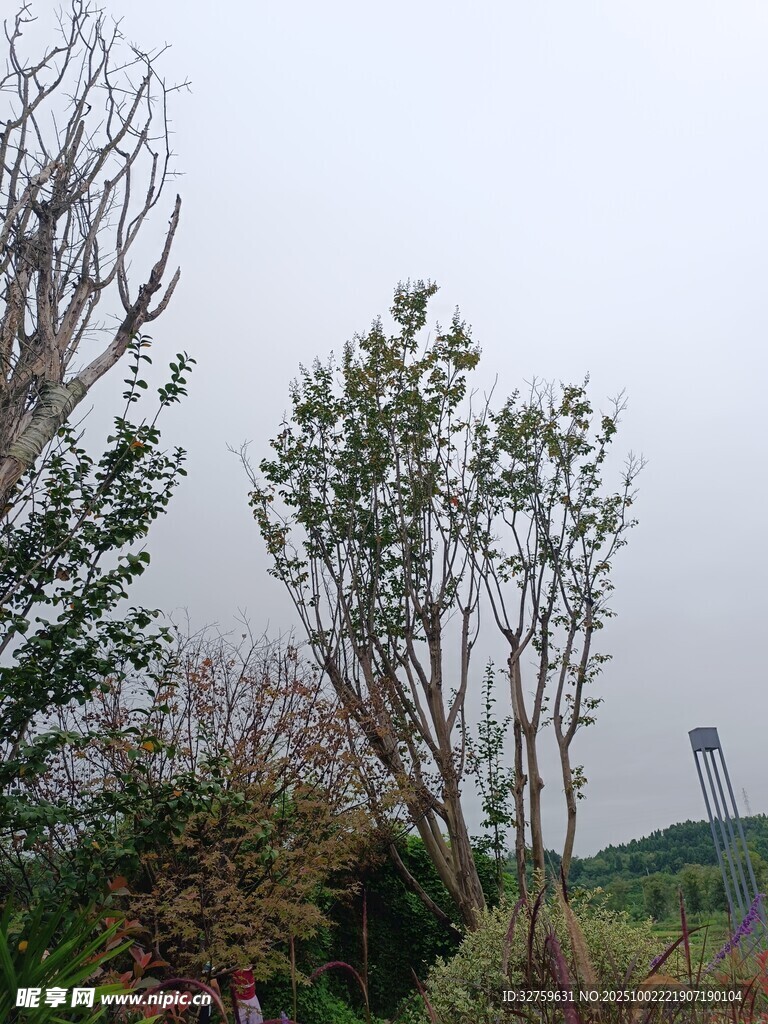枯树与绿植相伴的景致