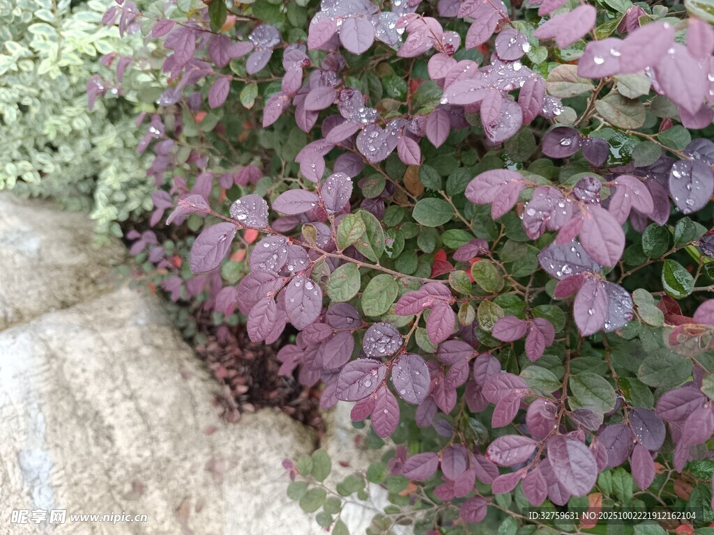 紫色蔓生植物覆盖地面