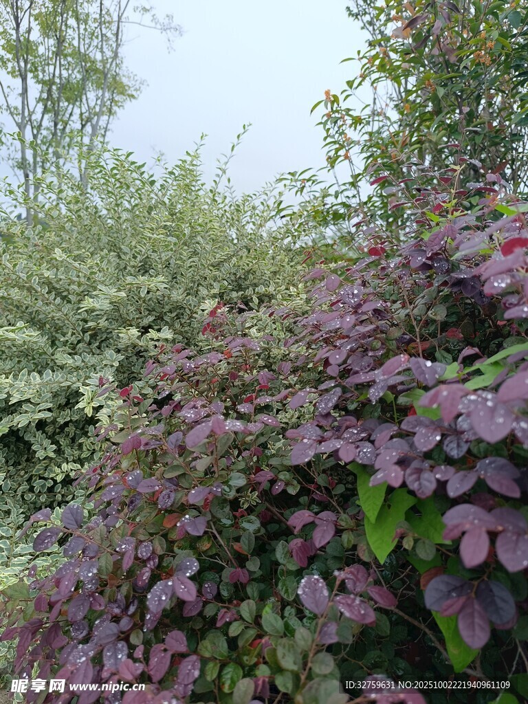 紫叶植物景观