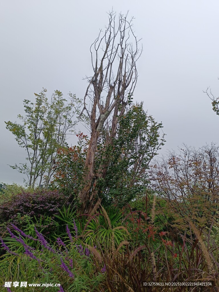 狂风后的倒伏树木景观