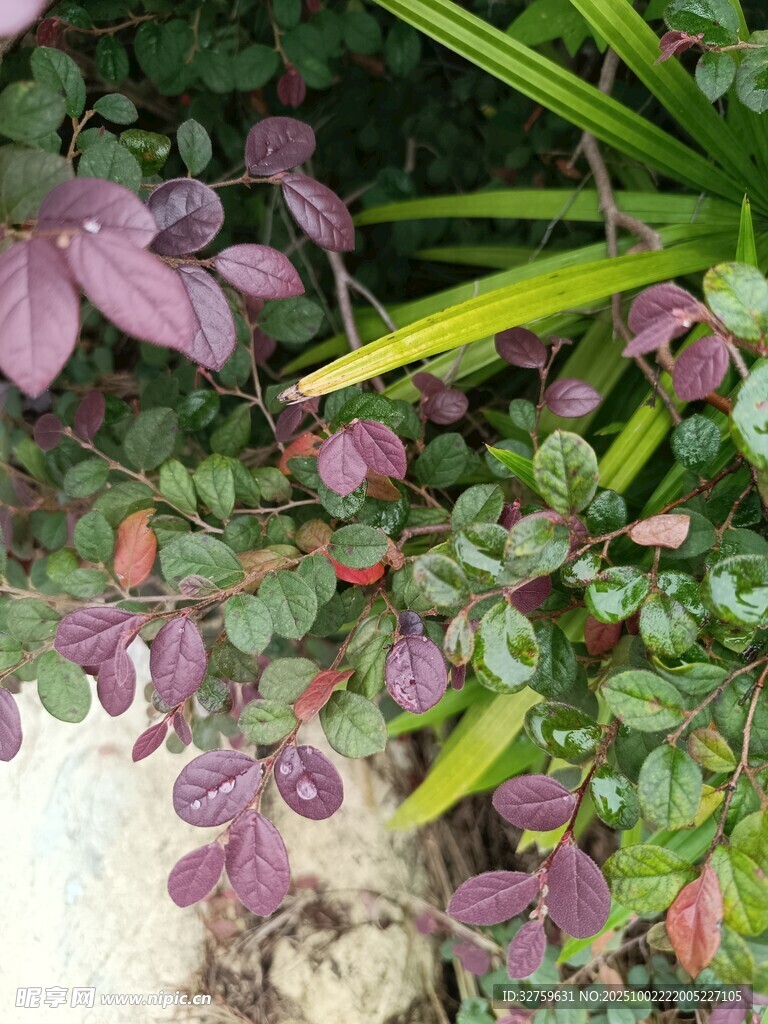 紫色绿植景观
