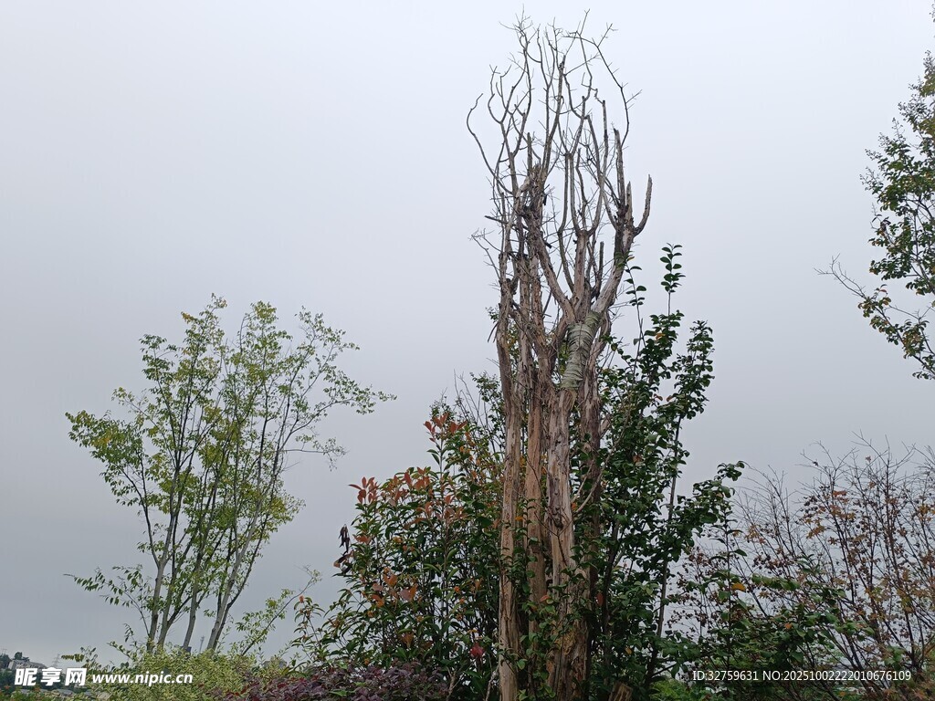 枯树挺立在绿植间