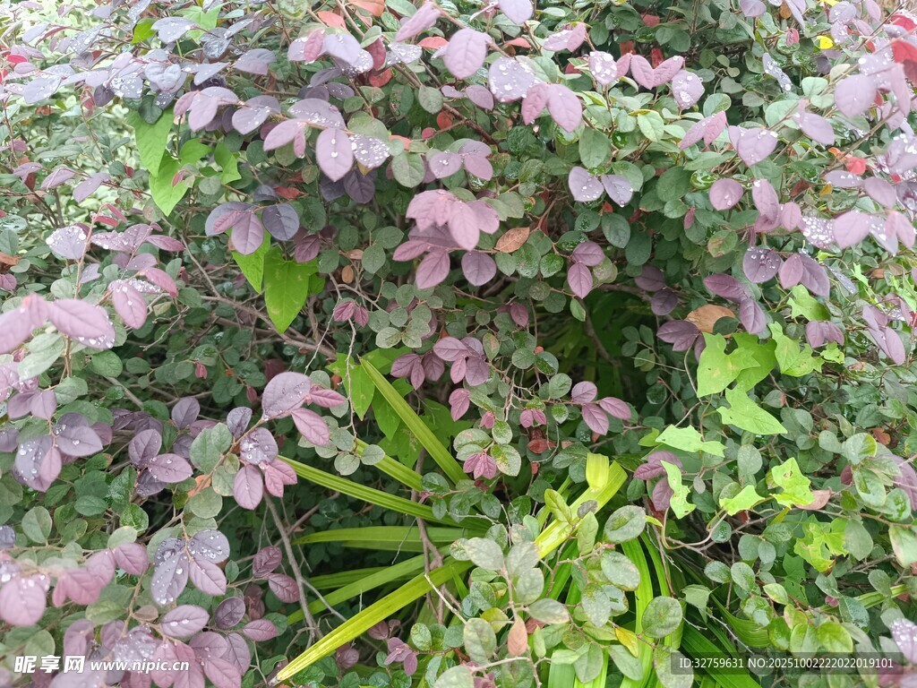 粉色花卉植物特写