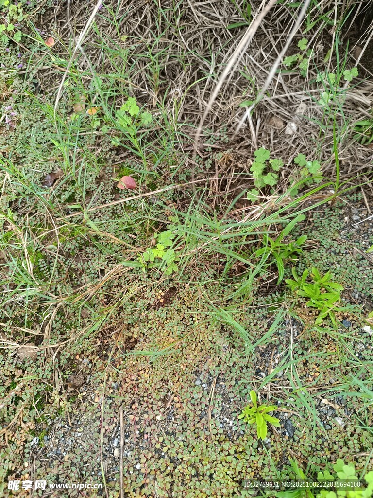野外丛生的多样绿色植物