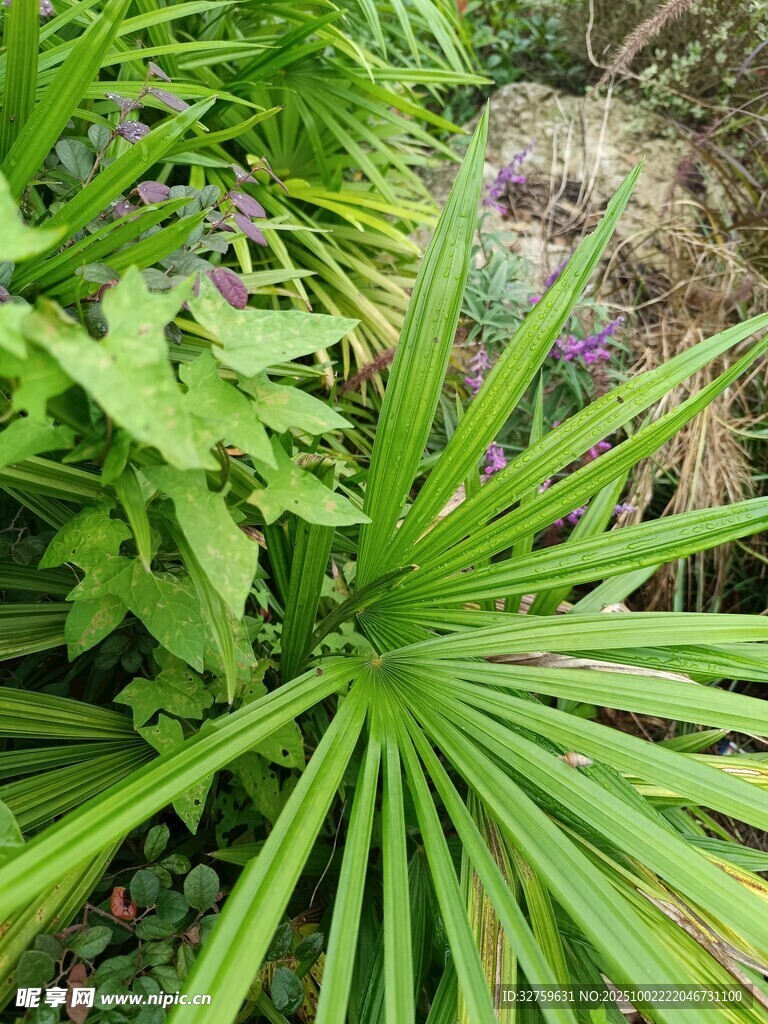 翠绿蒲葵植物景观