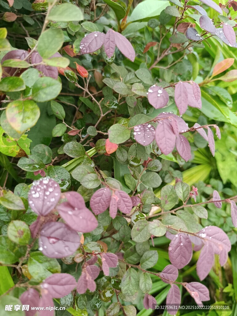粉色小花绽放绿叶间