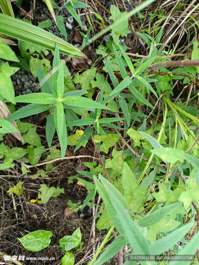 草丛中的绿色植物