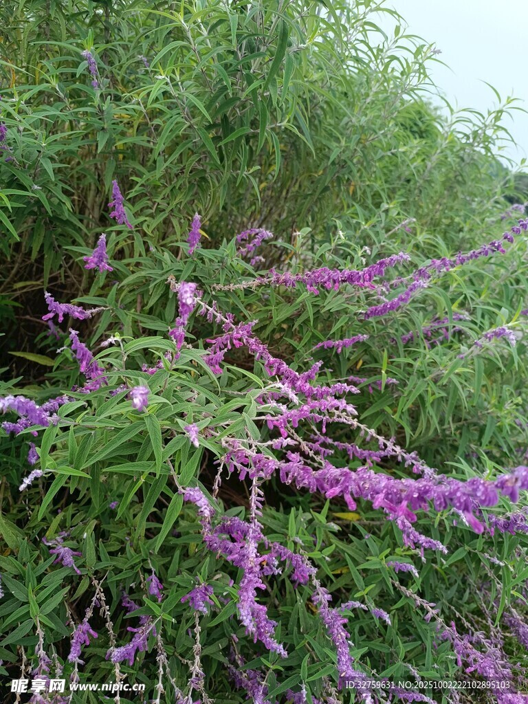 紫色花枝绽放绿意间