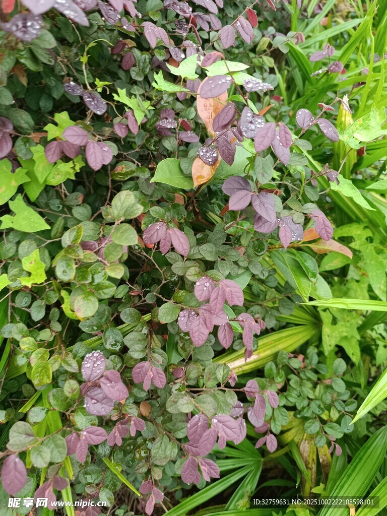 多彩矾根植物景观