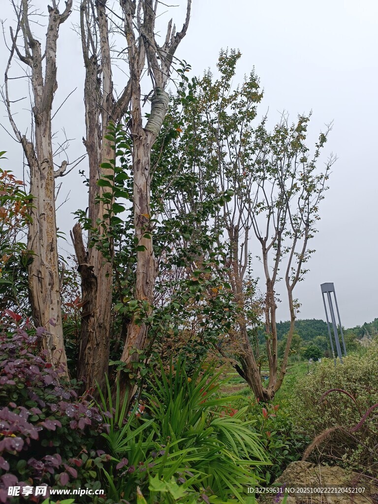 自然景观中的多样植物