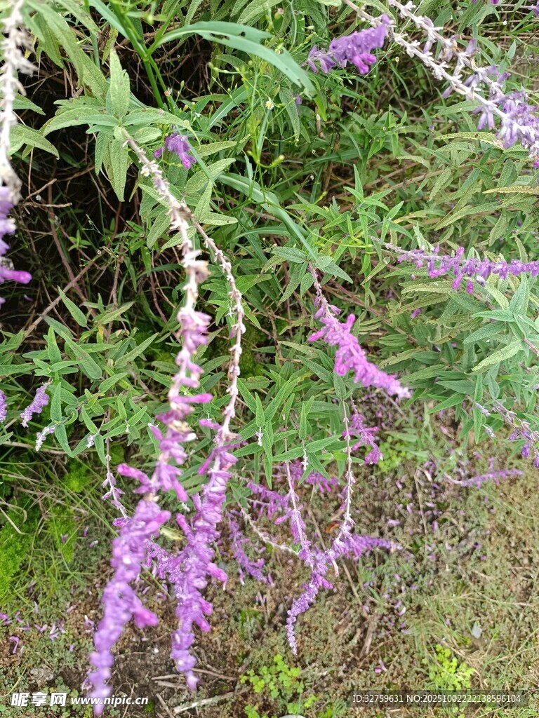垂挂的紫色美丽花卉