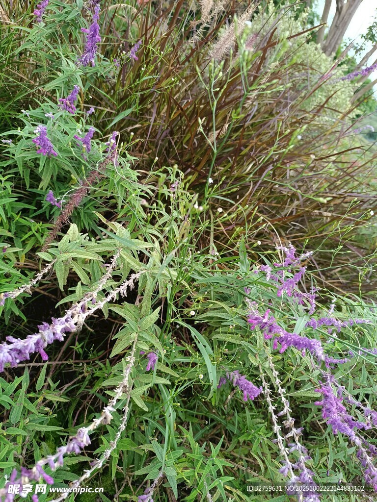 紫色穗状花草特写