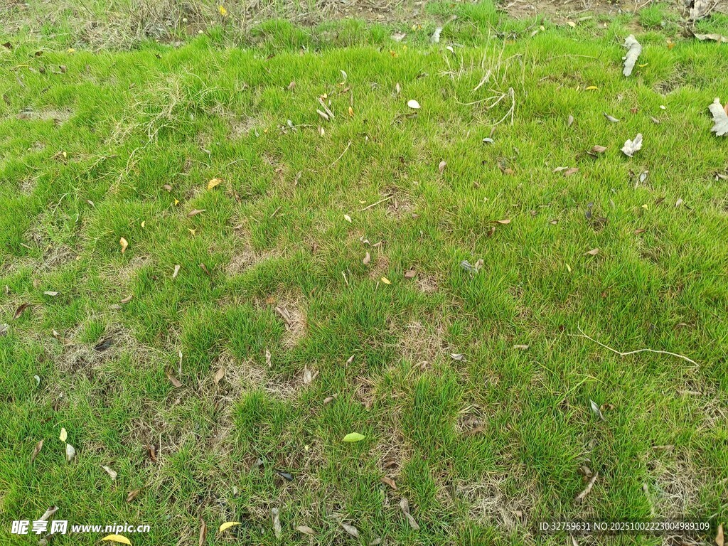 翠绿草地 
