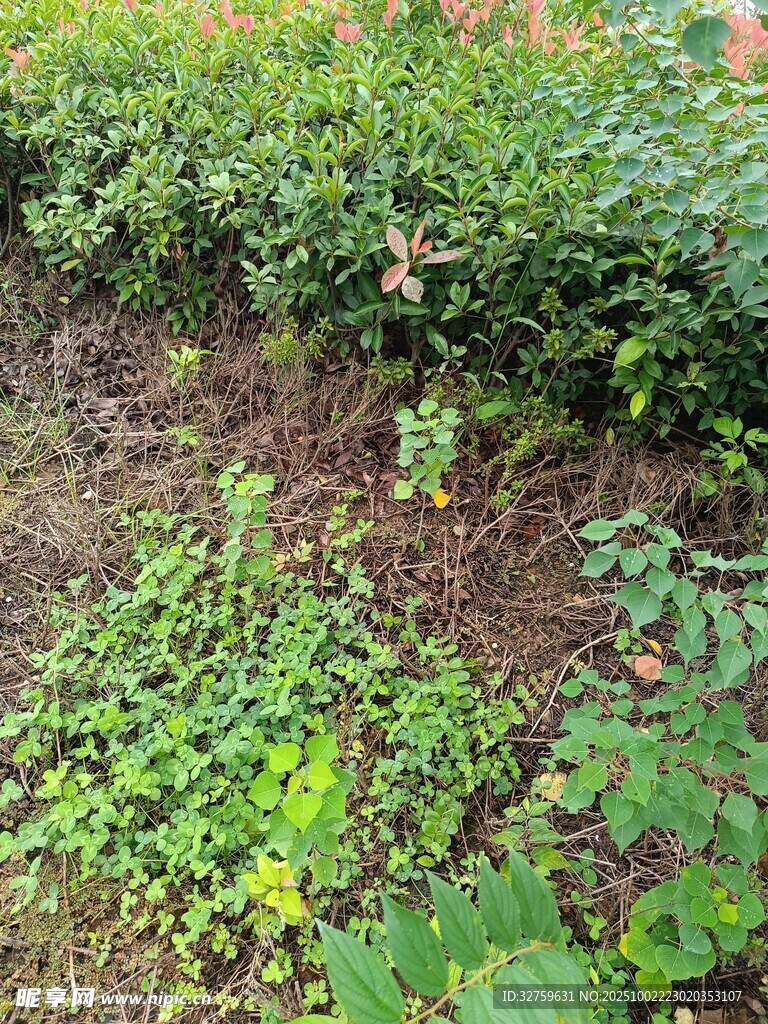 花园中的绿植与繁茂景象
