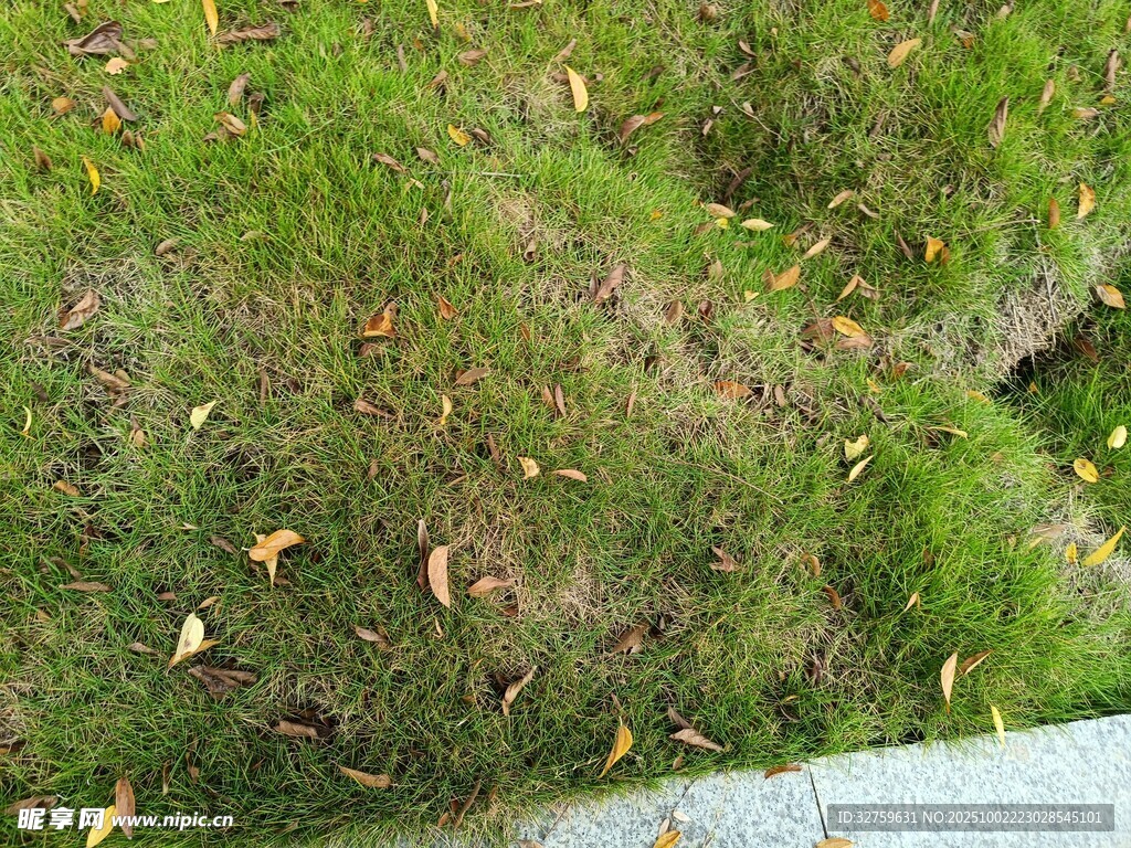 地面上的绿色苔藓与落叶