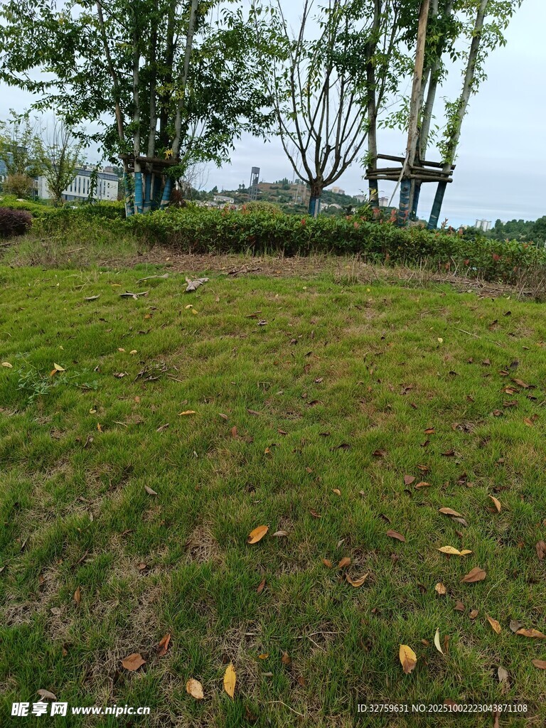 户外翠绿草地与树木景观