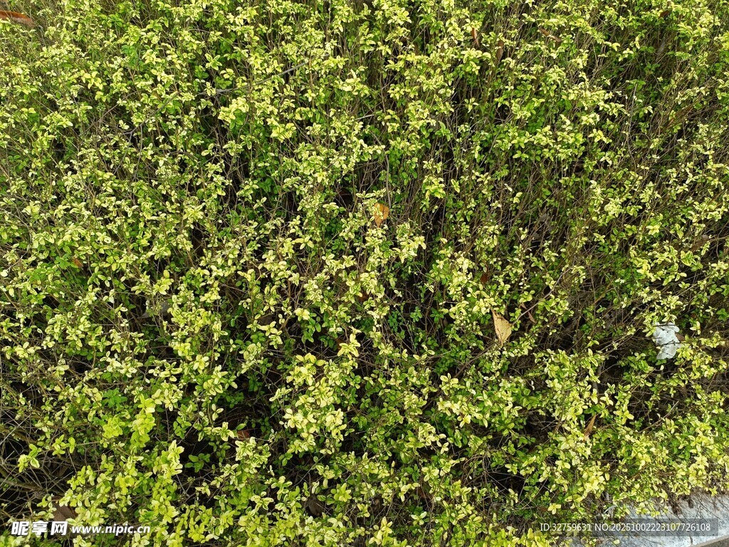 翠绿繁茂的灌木丛