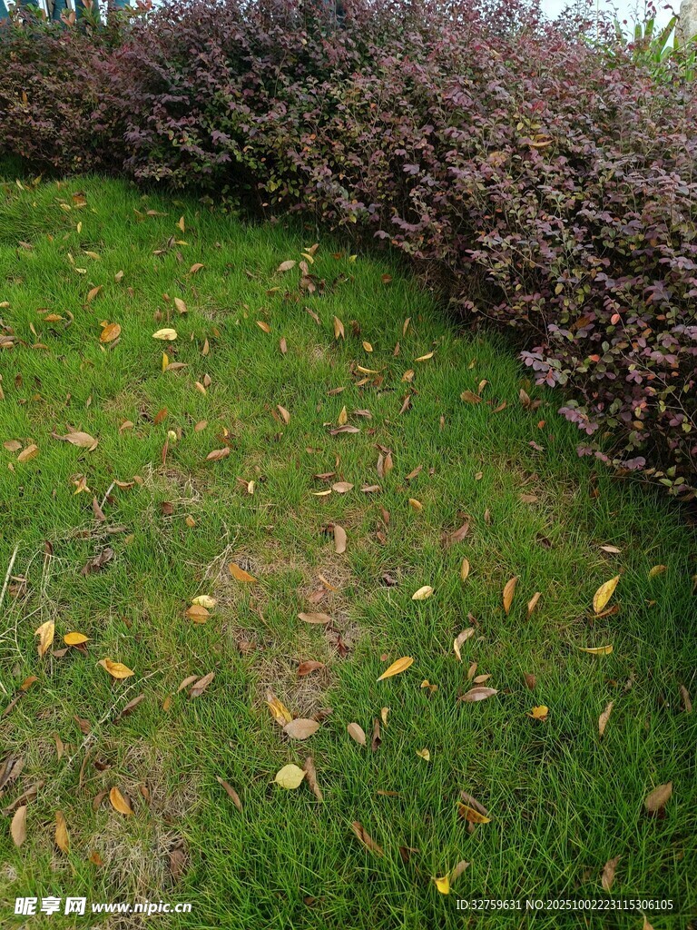 秋日草地与灌木丛景观