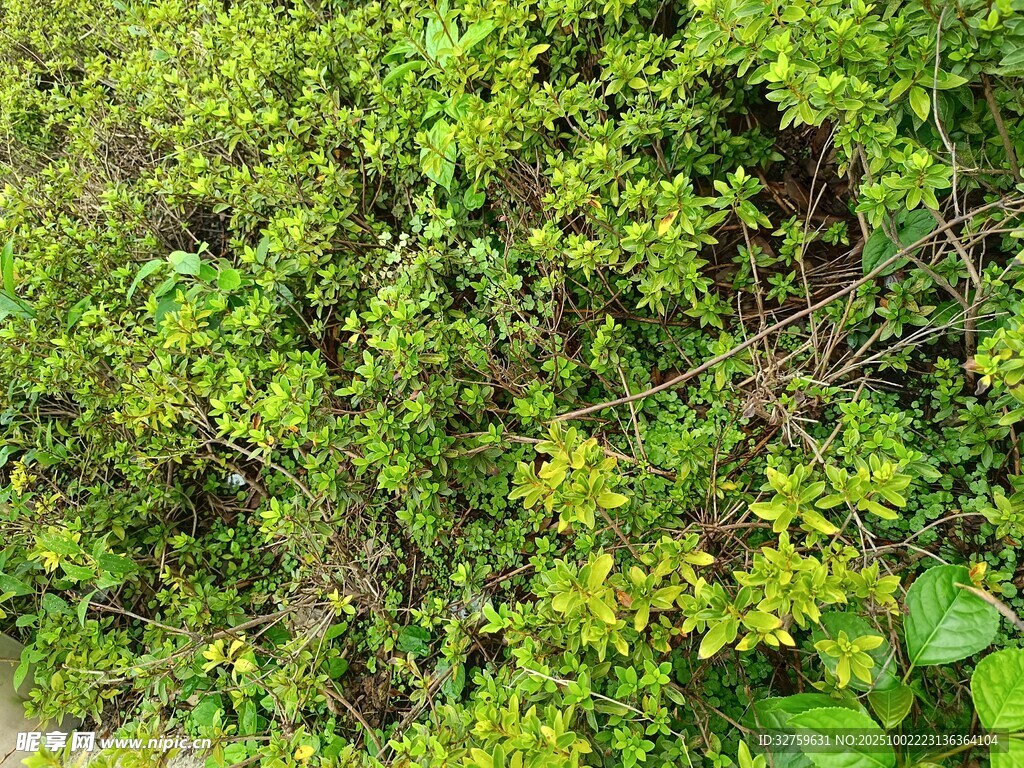 繁茂绿植景象