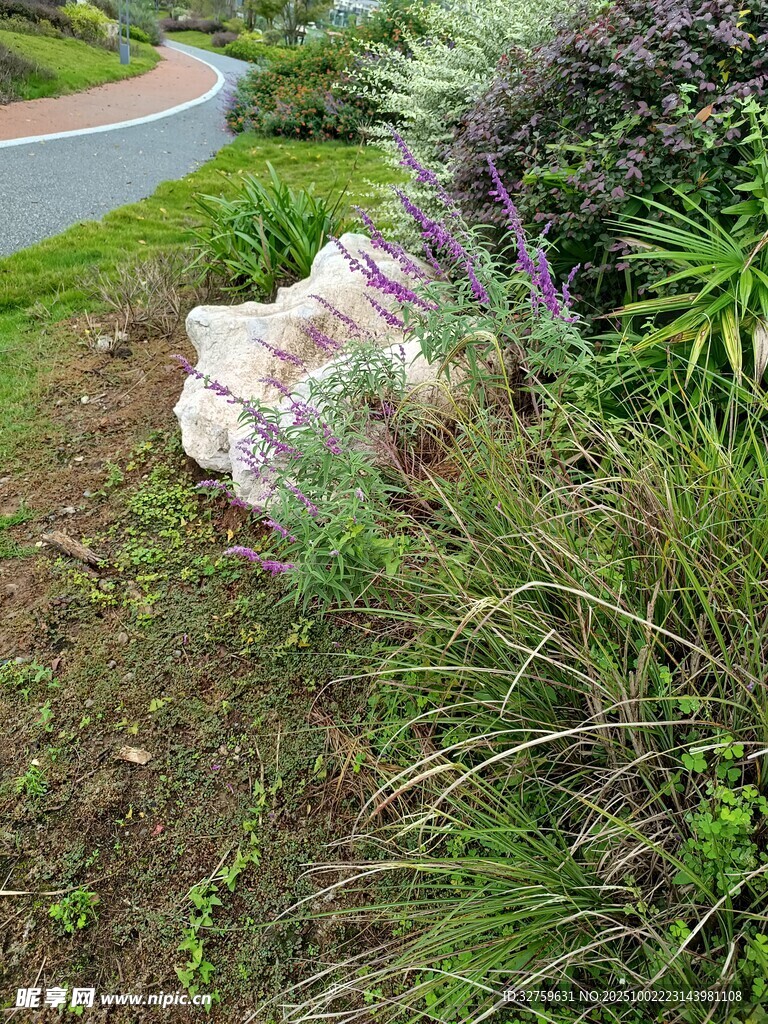 路边草丛中的石块景观