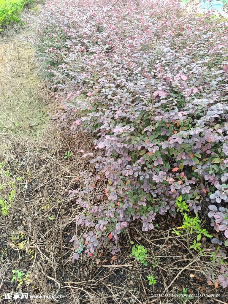 紫色灌木丛景观