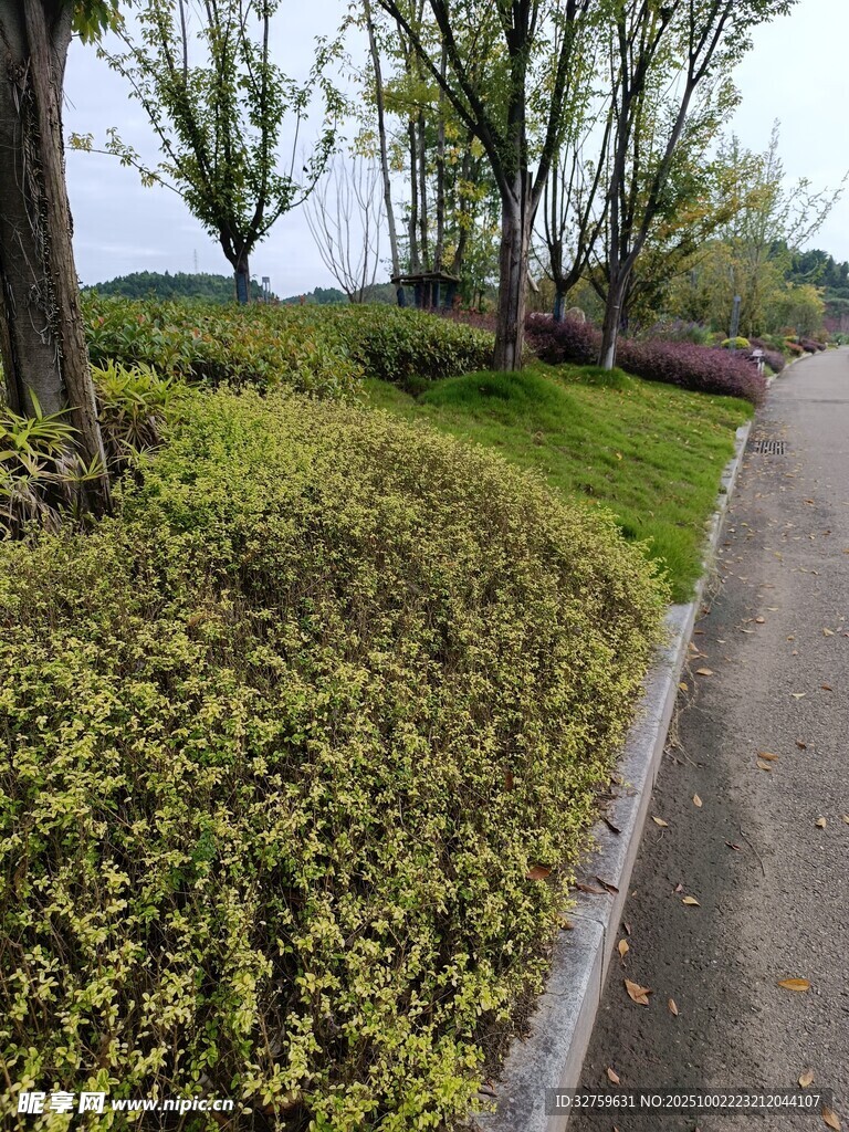 路边绿植景观