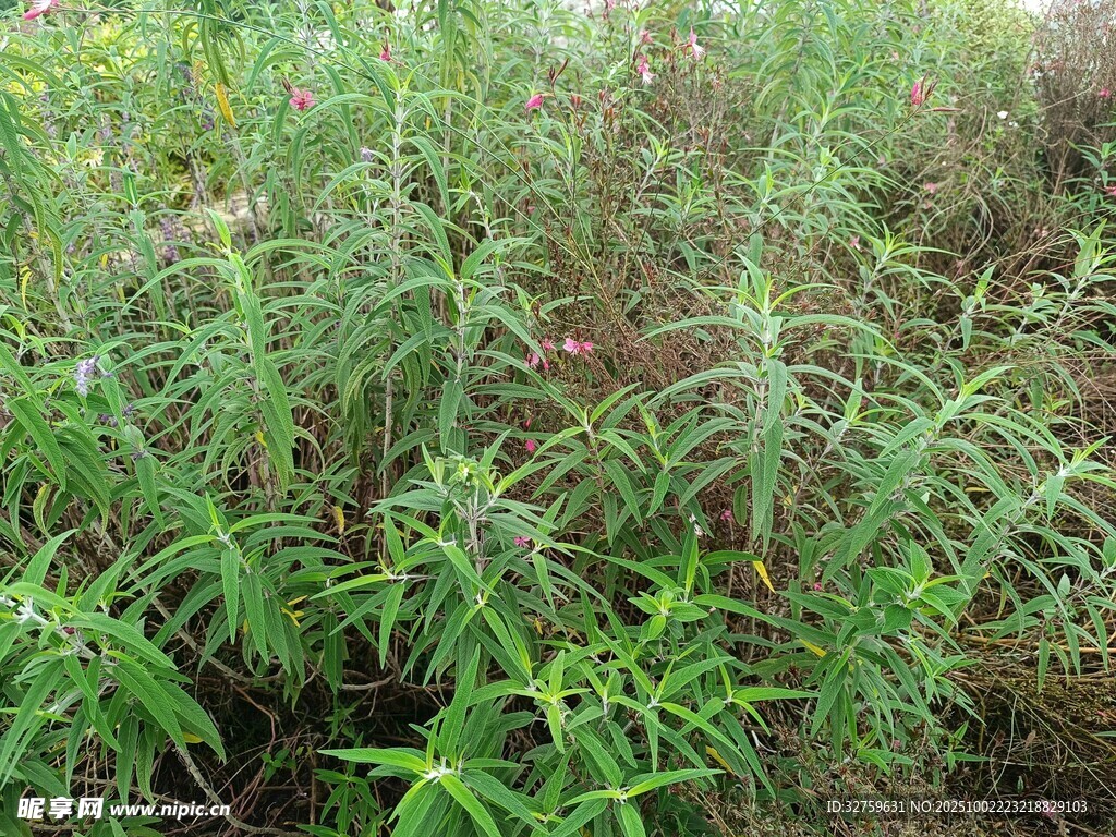 野外繁茂的绿色植物