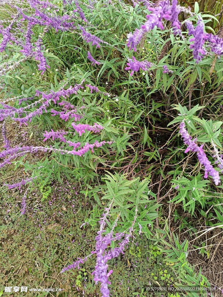 紫色野花绽放于草丛间