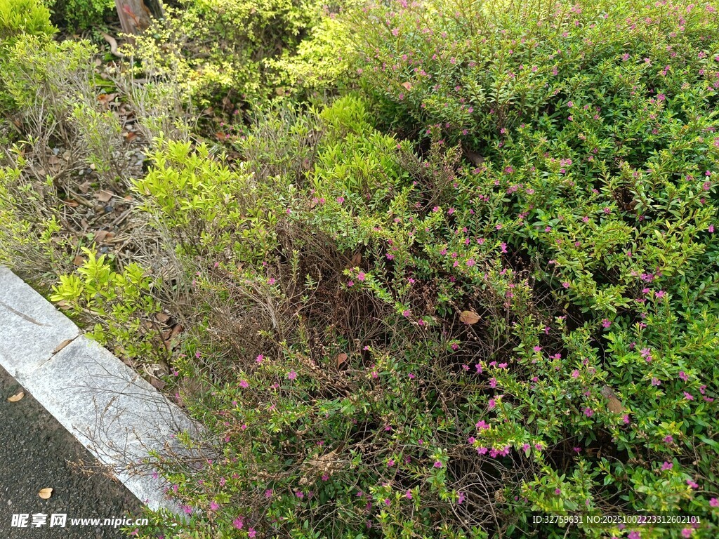 路边繁茂绿植景观