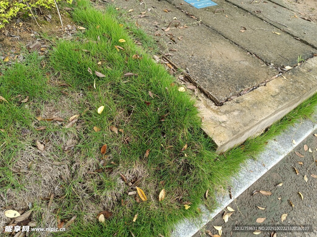 木板旁生长的翠绿苔藓