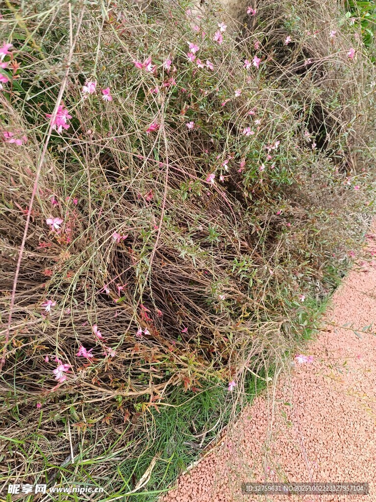 路边绽放的粉色小花