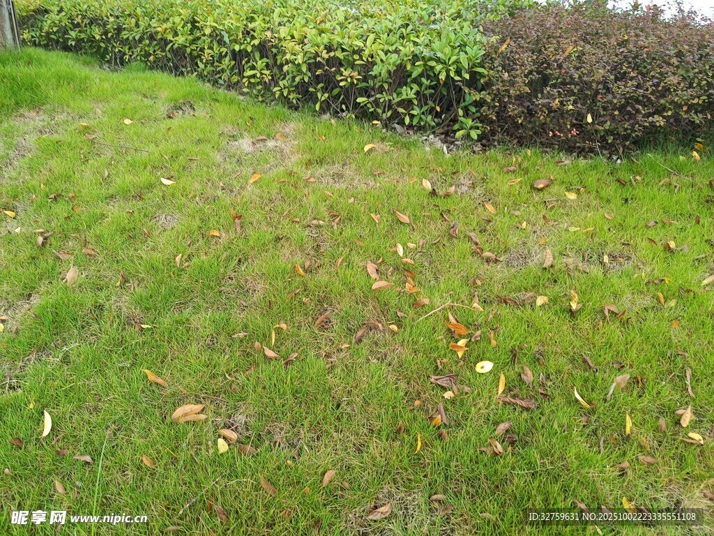 绿意盎然的草地与绿植