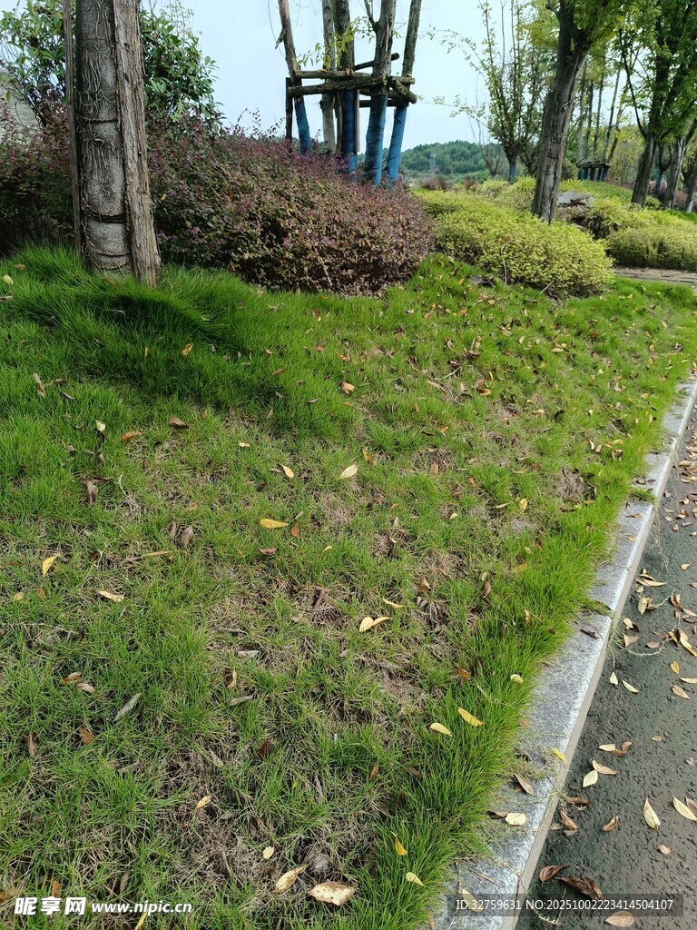 路边绿意盎然的草地景观