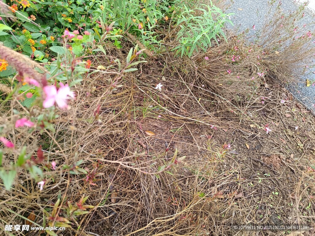 岸边植物与水域景象