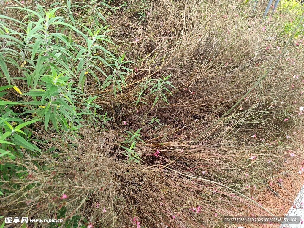 路边干枯杂草与绿植