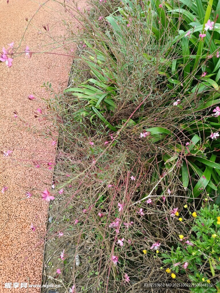 小径旁绽放的粉色小花