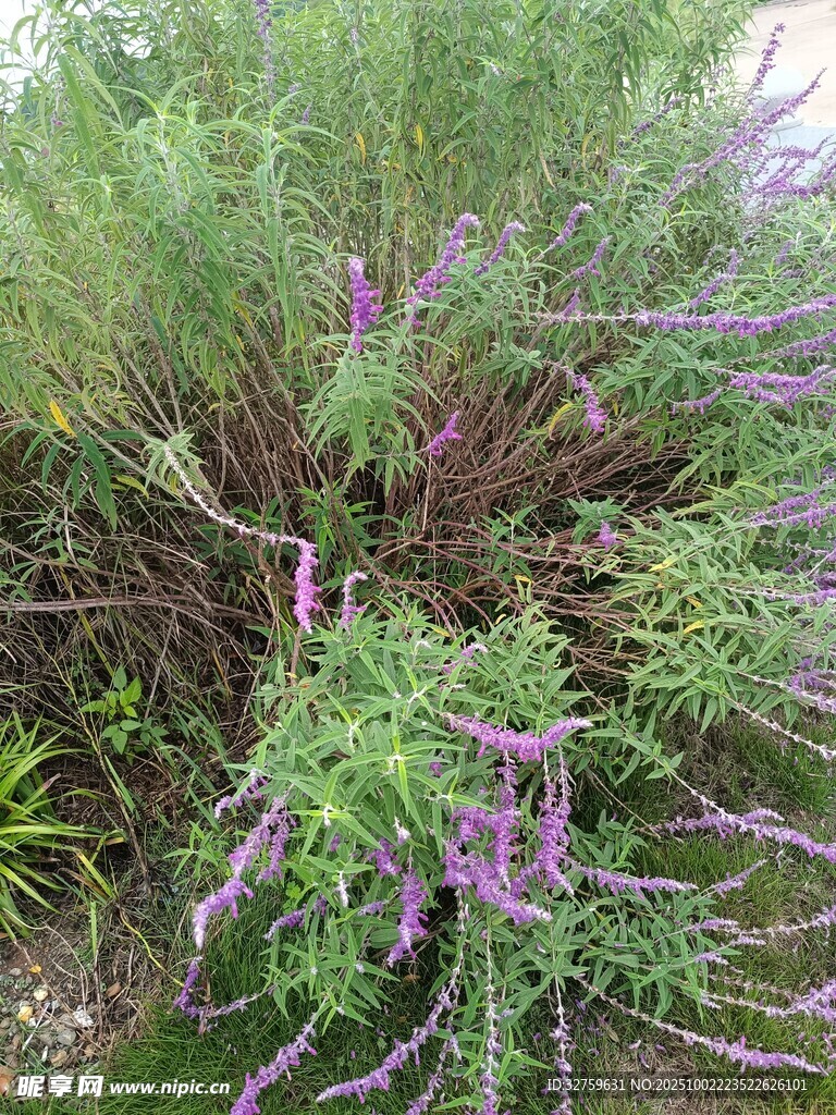紫色繁茂花草景观