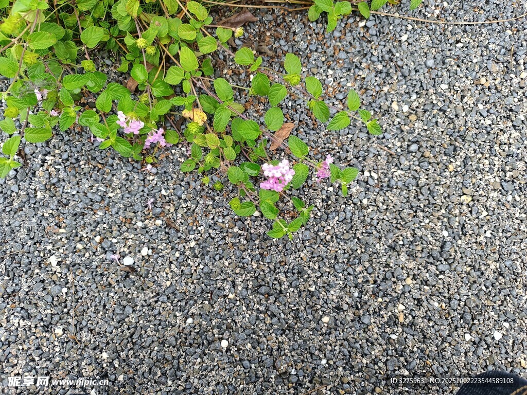 石缝中绽放的粉花绿植