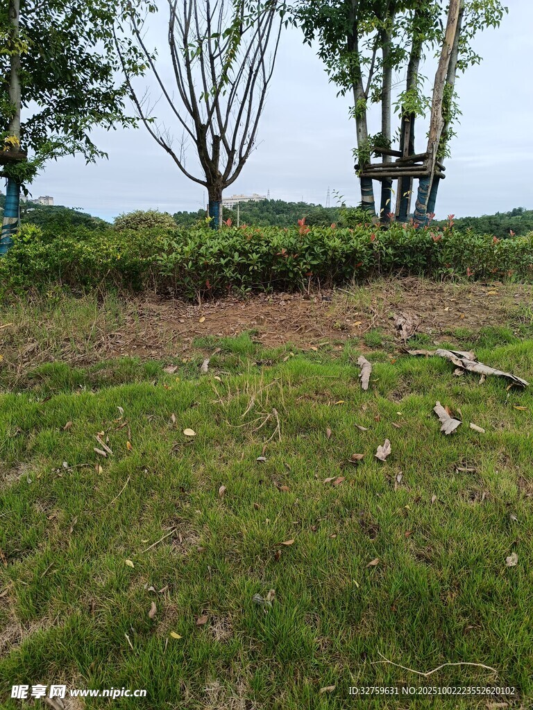 户外草地树木自然风景
