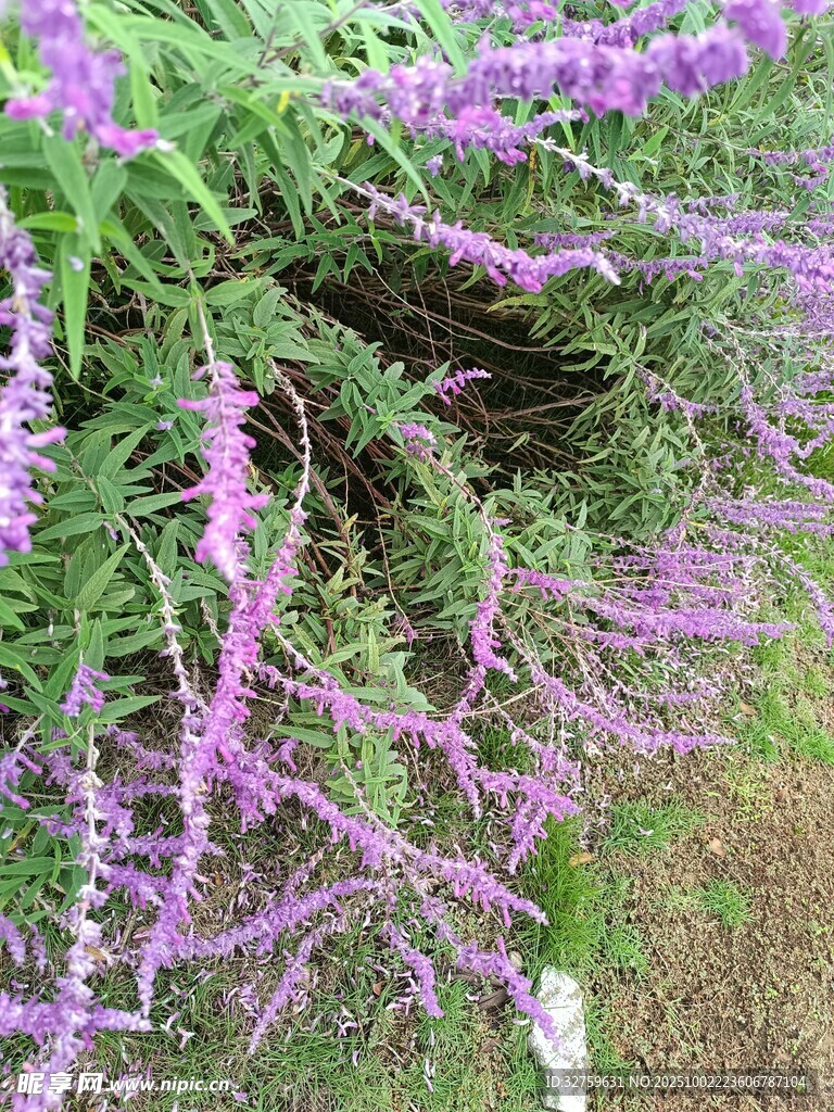 紫色芬芳薰衣草花丛