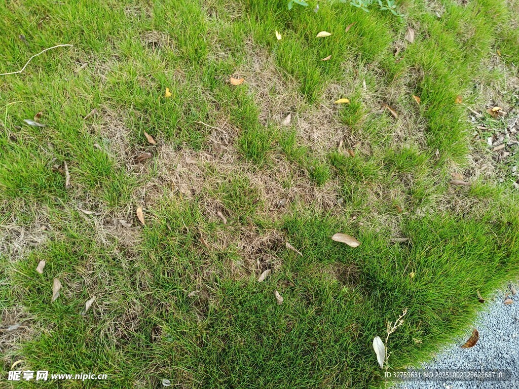 地面斑驳草地与积水景象