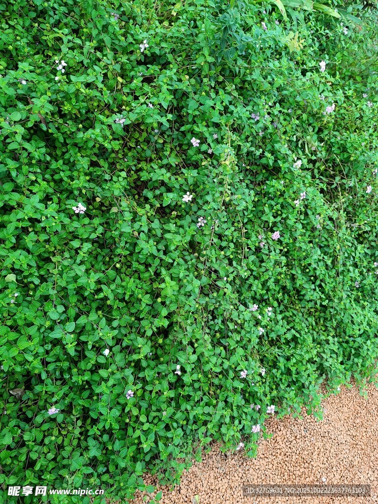 翠绿繁茂的地面绿植景观