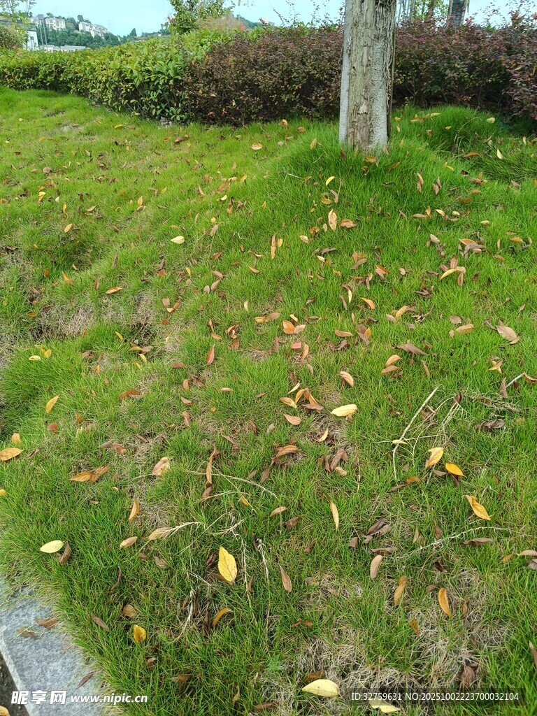草地落叶景象