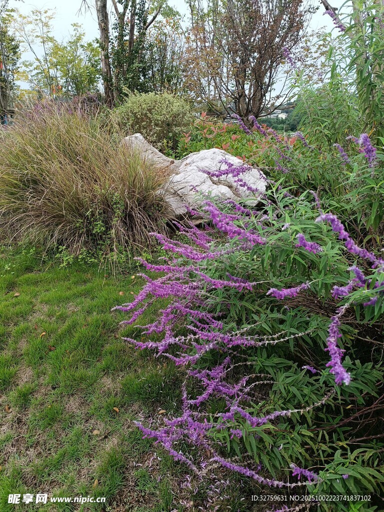野外紫色花卉与绿植景观