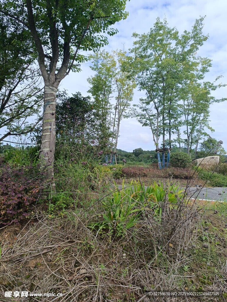 户外自然植被景观