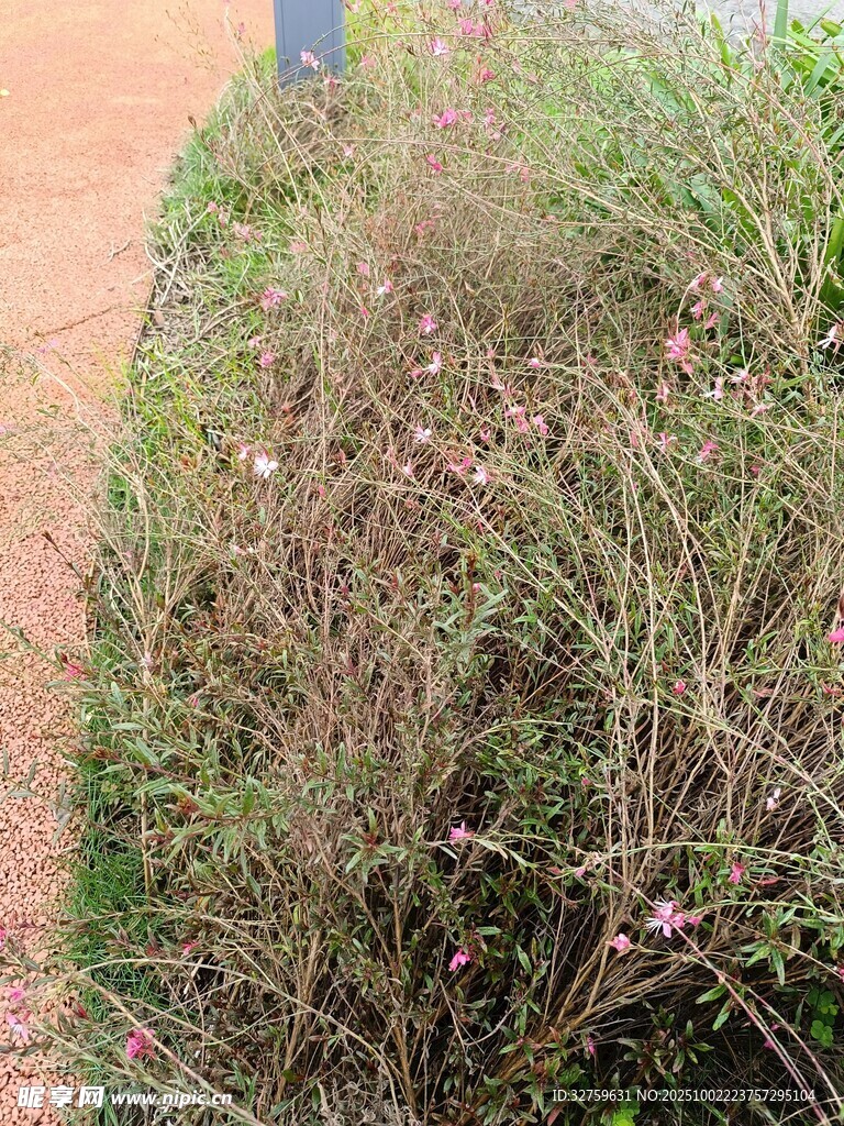 野外杂乱丛生的绿色植物