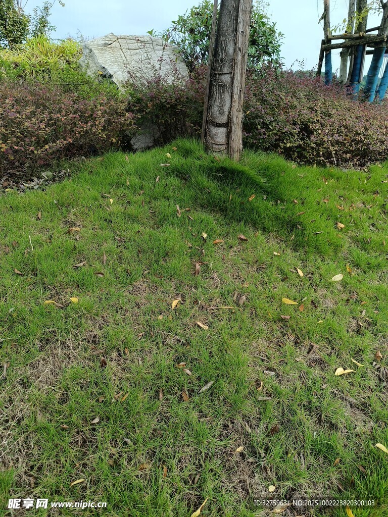 户外草地场景