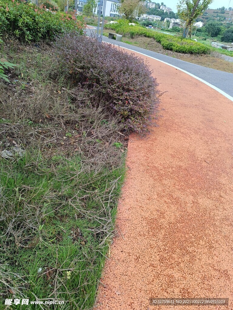 彩色步道旁的绿植景观