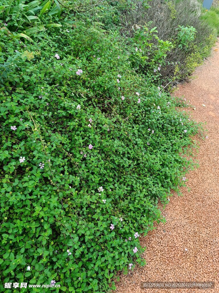 翠绿植被旁的泥土小径